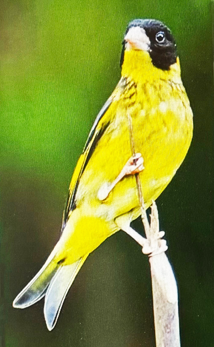 Sẻ thông họng vàng.