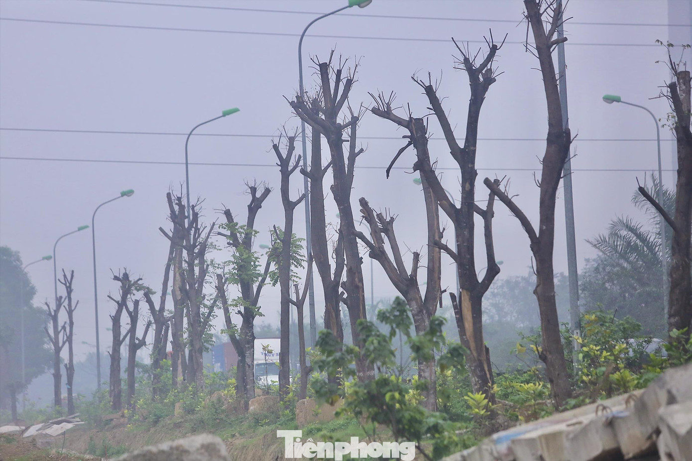 Hàng cây xanh chết khô ở Đại lộ Thăng Long. Ảnh: Duy Phạm
