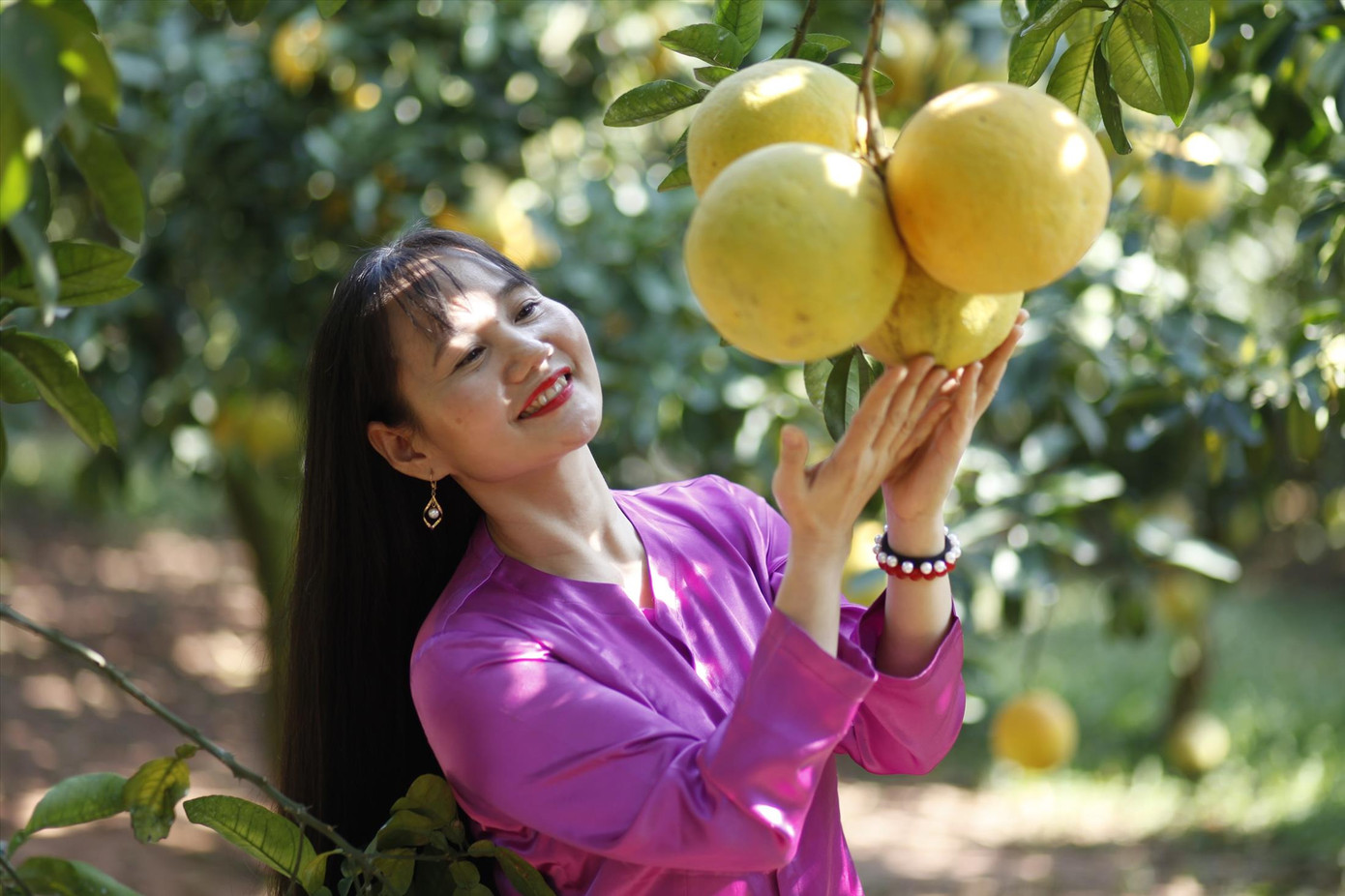 Nhiều vườn bưởi ở huyện Lục Ngạn thu về tiền tỷ bán dịp Tết. Ảnh: Nguyễn Thắng Nhiều vườn bưởi ở huyện Lục Ngạn thu về tiền tỷ bán dịp Tết. Ảnh: Nguyễn Thắng