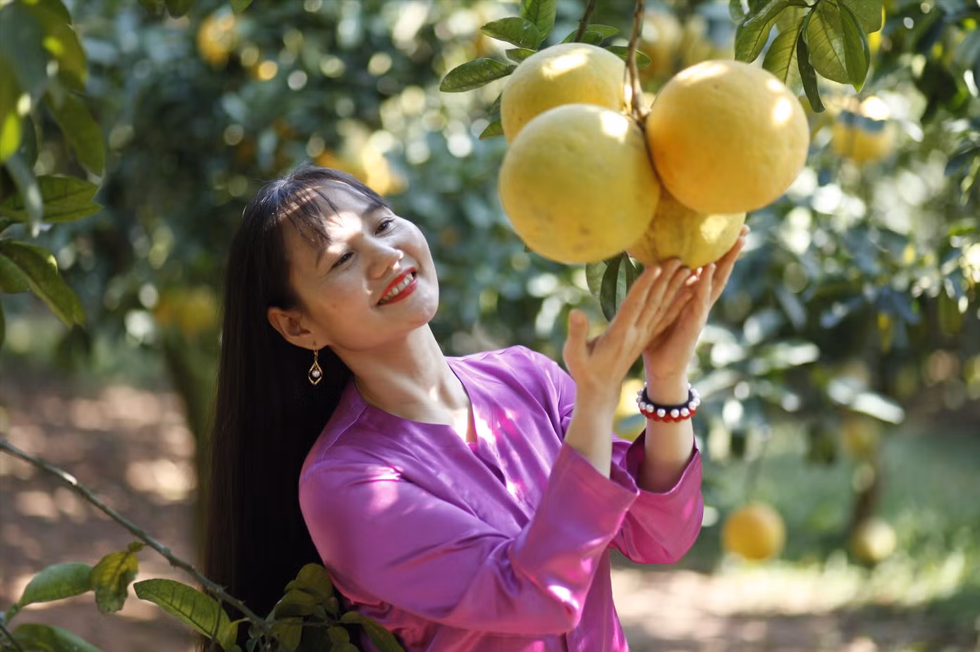 Nhiều vườn bưởi ở huyện Lục Ngạn thu về tiền tỷ bán dịp Tết. Ảnh: Nguyễn Thắng Nhiều vườn bưởi ở huyện Lục Ngạn thu về tiền tỷ bán dịp Tết. Ảnh: Nguyễn Thắng