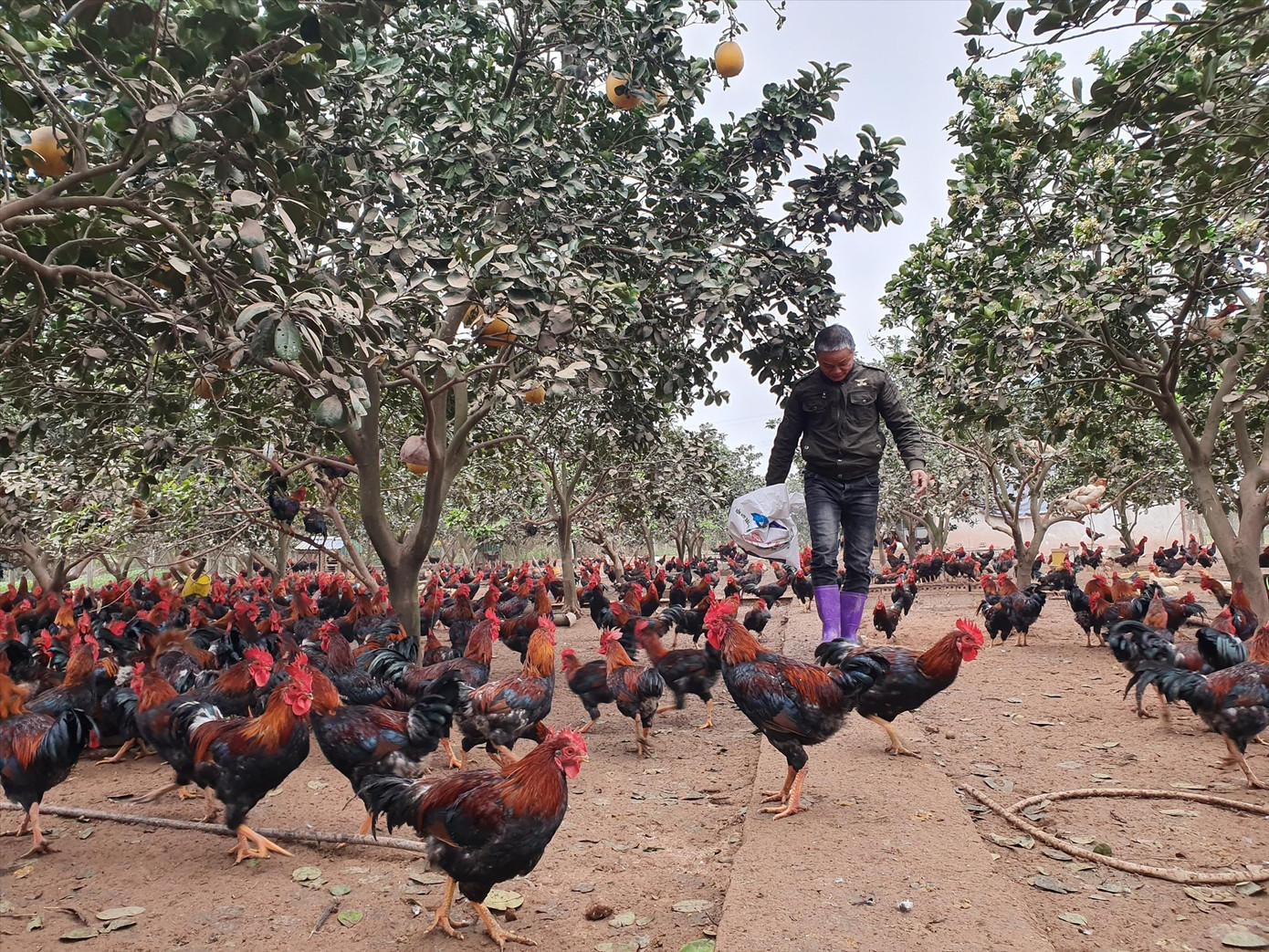 Hơn 2.000 con gà đẹp mã