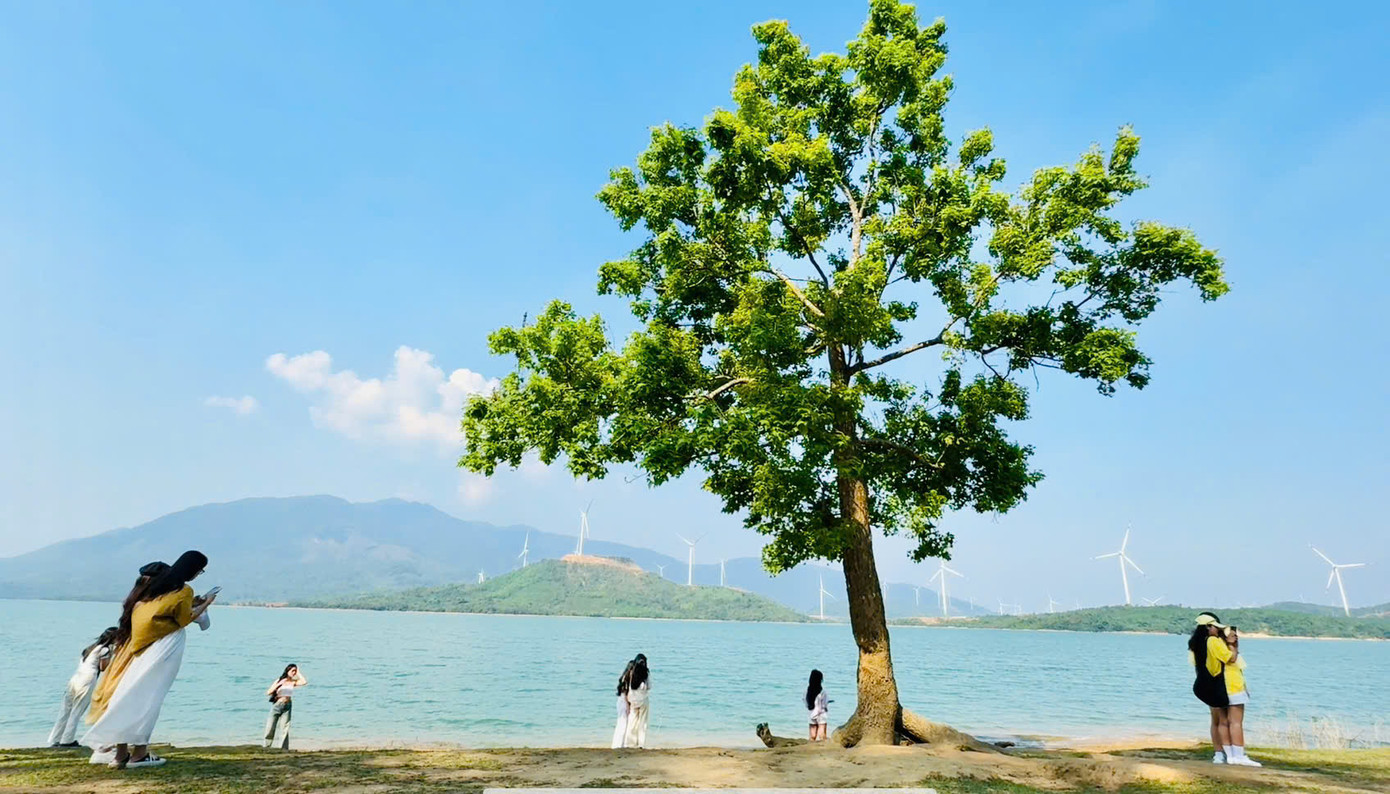 Cây cô đơn bên hồ Thủy điện Rào Quán. Ảnh: Trọng Tài