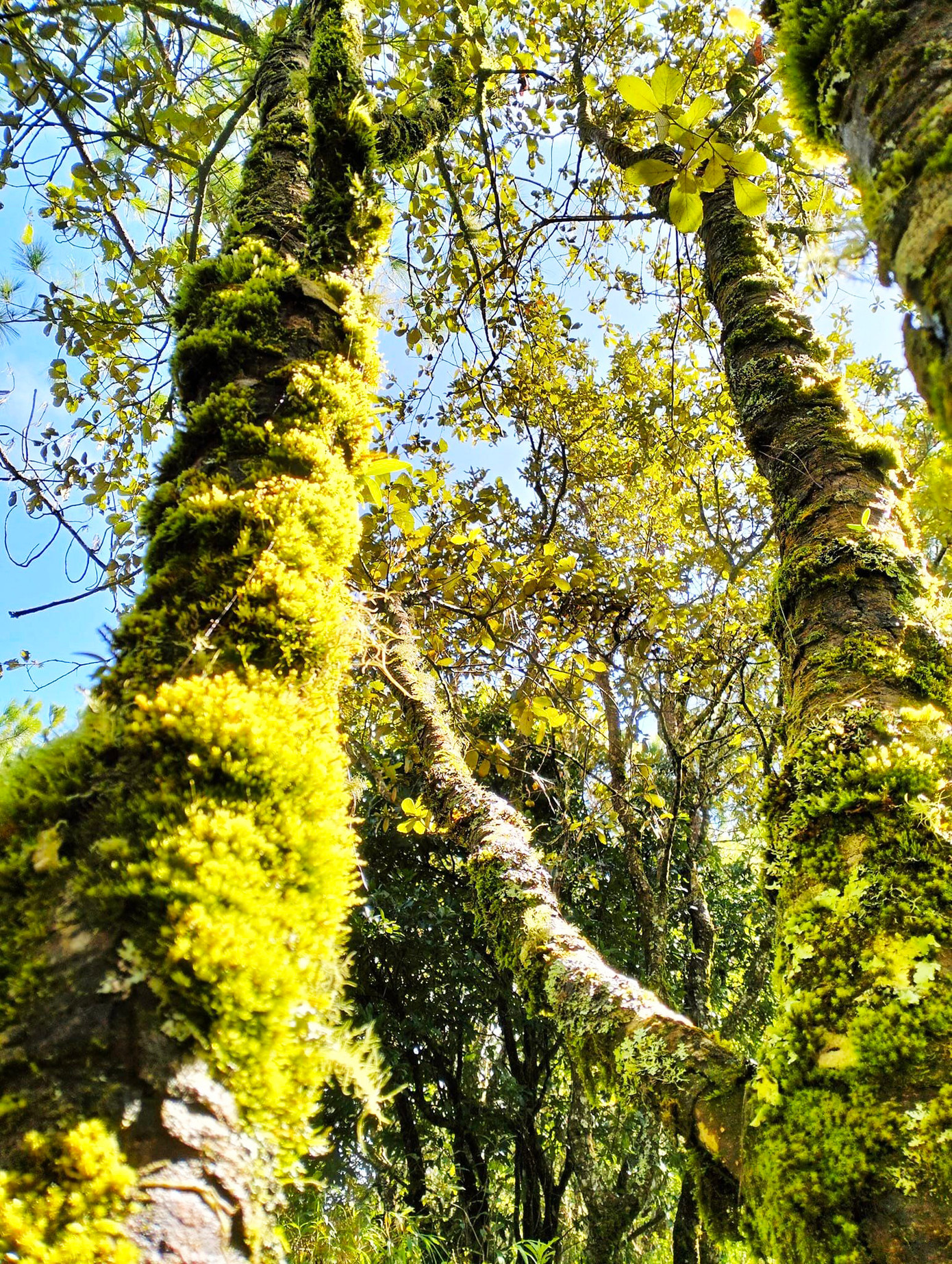 Rừng rêu Hòn Giao.