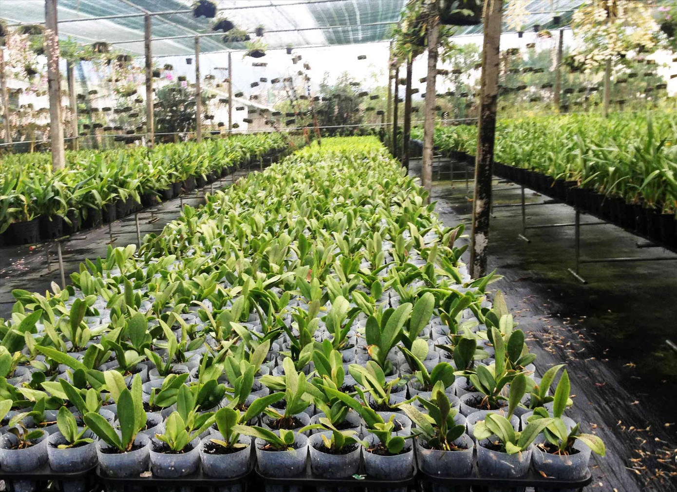 Hoa lan trồng cho vụ Tết