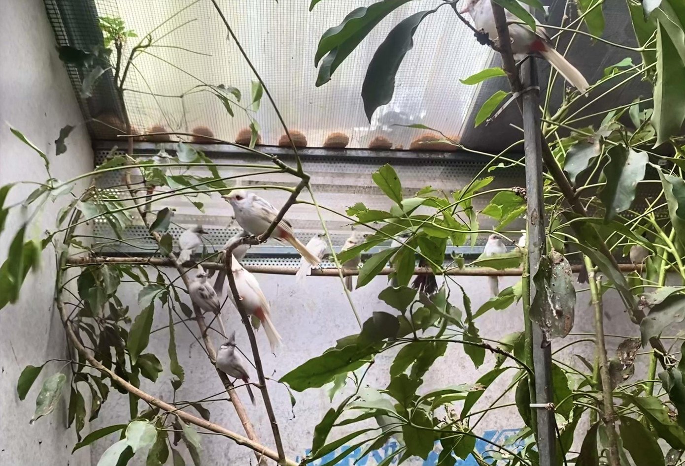 Một chuồng nuôi tại trại nhân giống chim chào mào đột biến của anh Huy