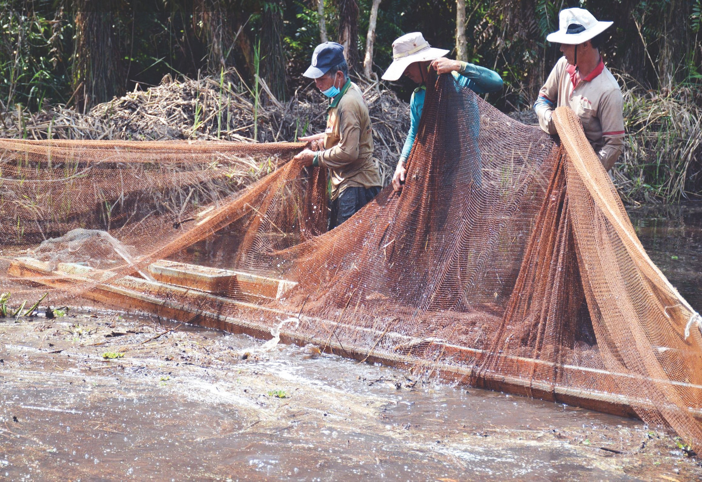 Trải nghiệm chụp đìa thu hoạch cá dưới tán rừng tràm VQG U Minh hạ