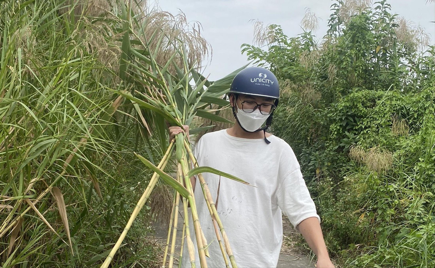 Bạn Nguyễn Hải Nam, sinh viên ĐH Bách khoa và sản phẩm ống hút từ cây sậy