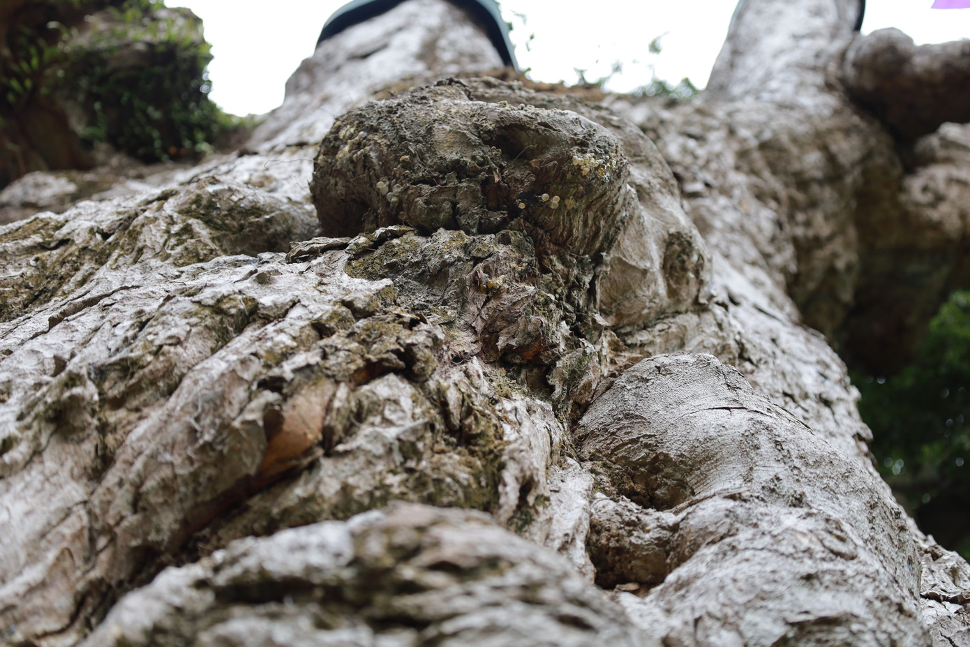 Thân cây nhiều u cục