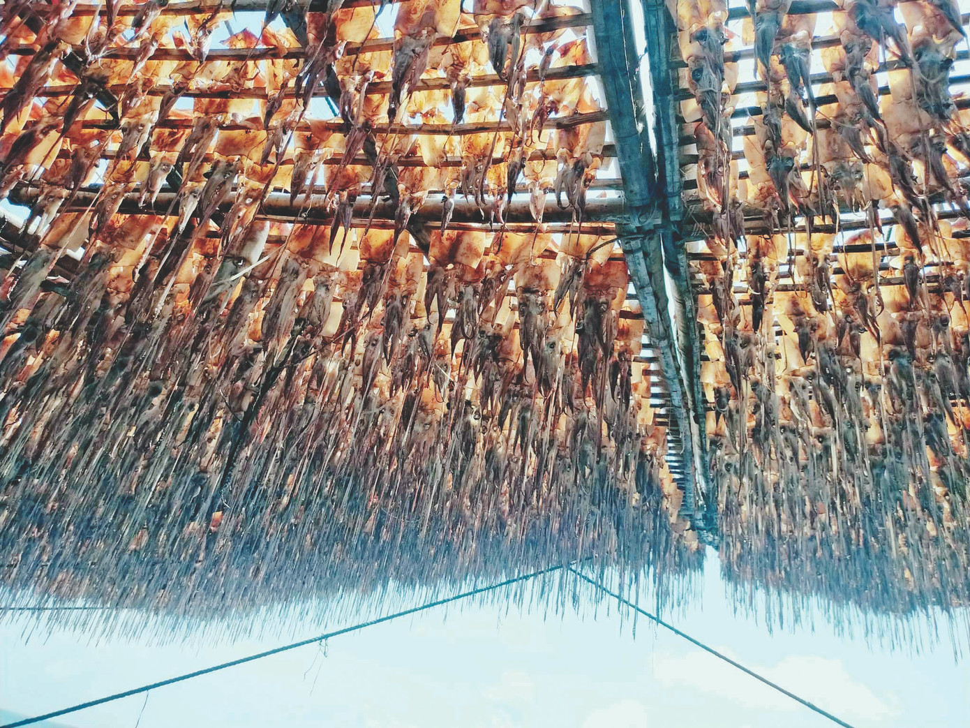 Ngư dân khoe thành quả câu mực ở Trường Sa Ngư dân khoe thành quả câu mực ở Trường Sa