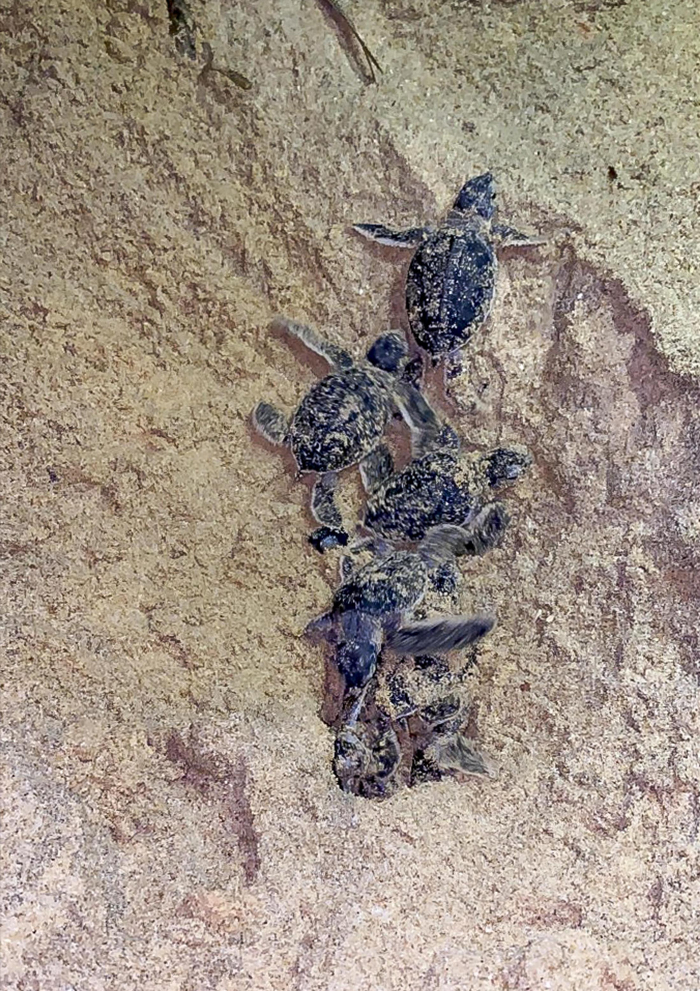 Những chú rùa con chui lên từ ổ sau hơn 50 ngày ấp Ảnh: NVCC