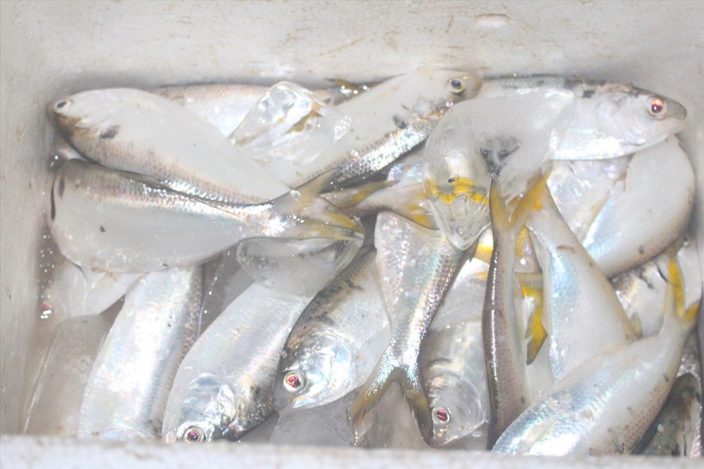 Cá mòi sau khi gỡ khỏi lưới sẽ được cho ngay vào những thùng xốp có nước đá Cá mòi sau khi gỡ khỏi lưới sẽ được cho ngay vào những thùng xốp có nước đá