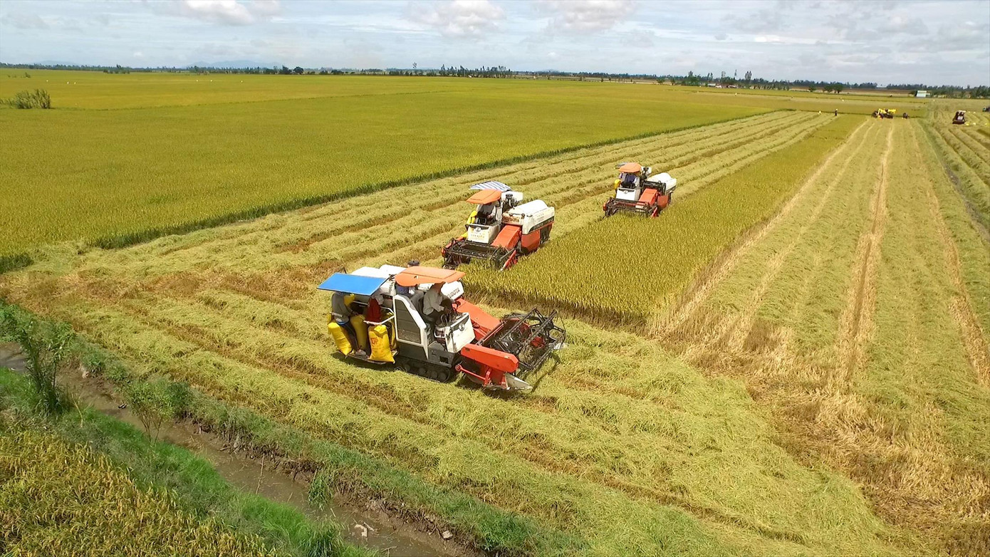 Nông dân thu hoạch lúa ở ĐBSCL sử dụng máy công nghiệp tiêu thụ lượng lớn xăng dầu Nông dân thu hoạch lúa ở ĐBSCL sử dụng máy công nghiệp tiêu thụ lượng lớn xăng dầu