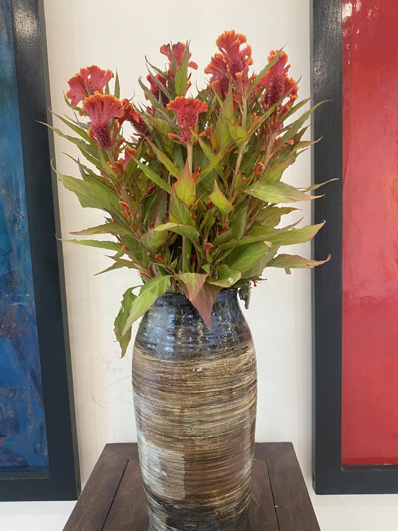 Hoa mào gà trở lại