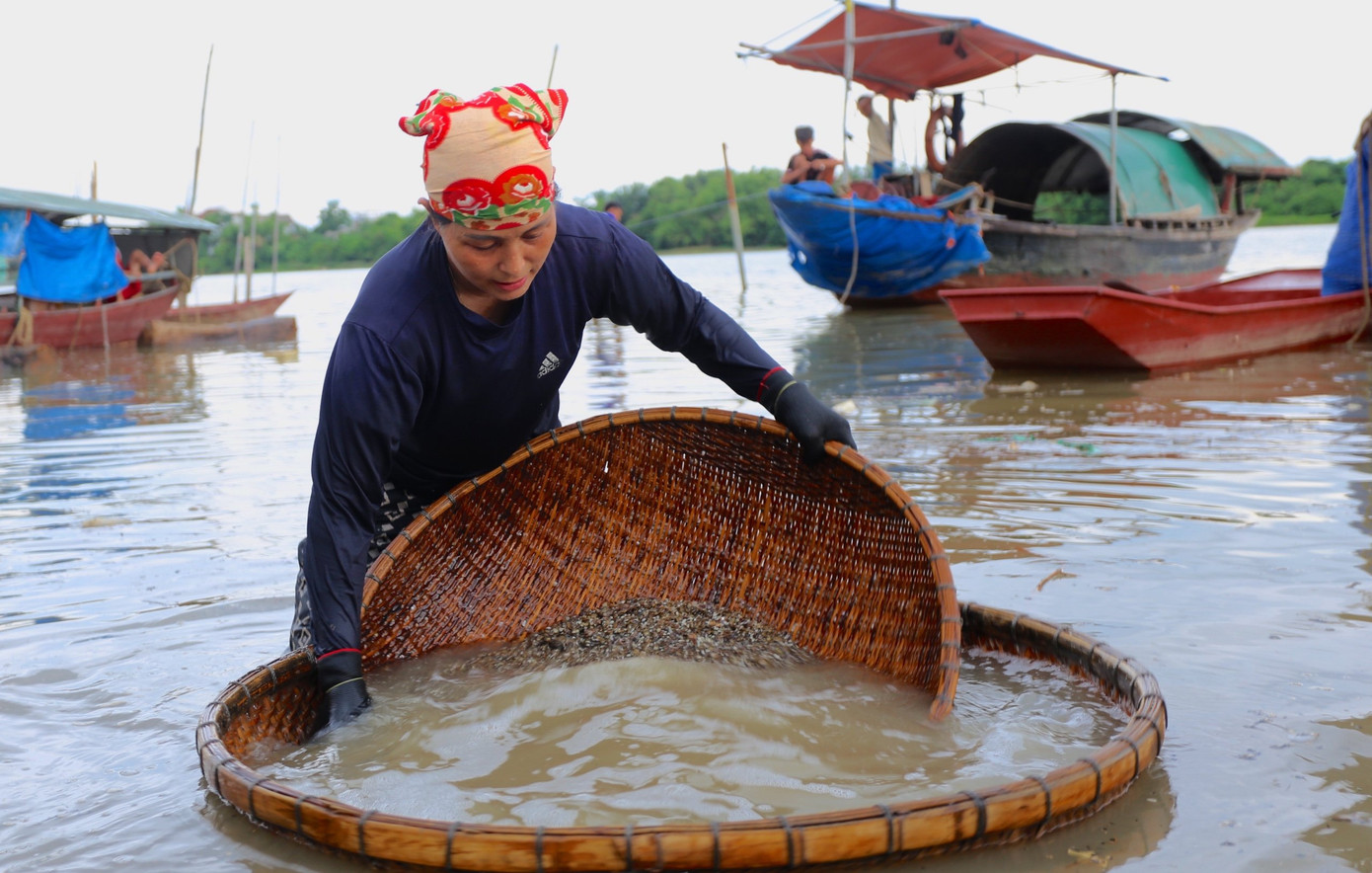 Bà Phạm Hồng Thơm nở nụ cười khi hến năm nay chắc ruột, được mùa Bà Phạm Hồng Thơm nở nụ cười khi hến năm nay chắc ruột, được mùa