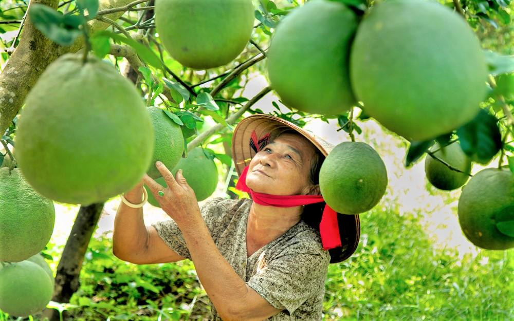 Bưởi Bình Dương được kiểm soát chất lượng để phục vụ xuất khẩu Ảnh: H,C