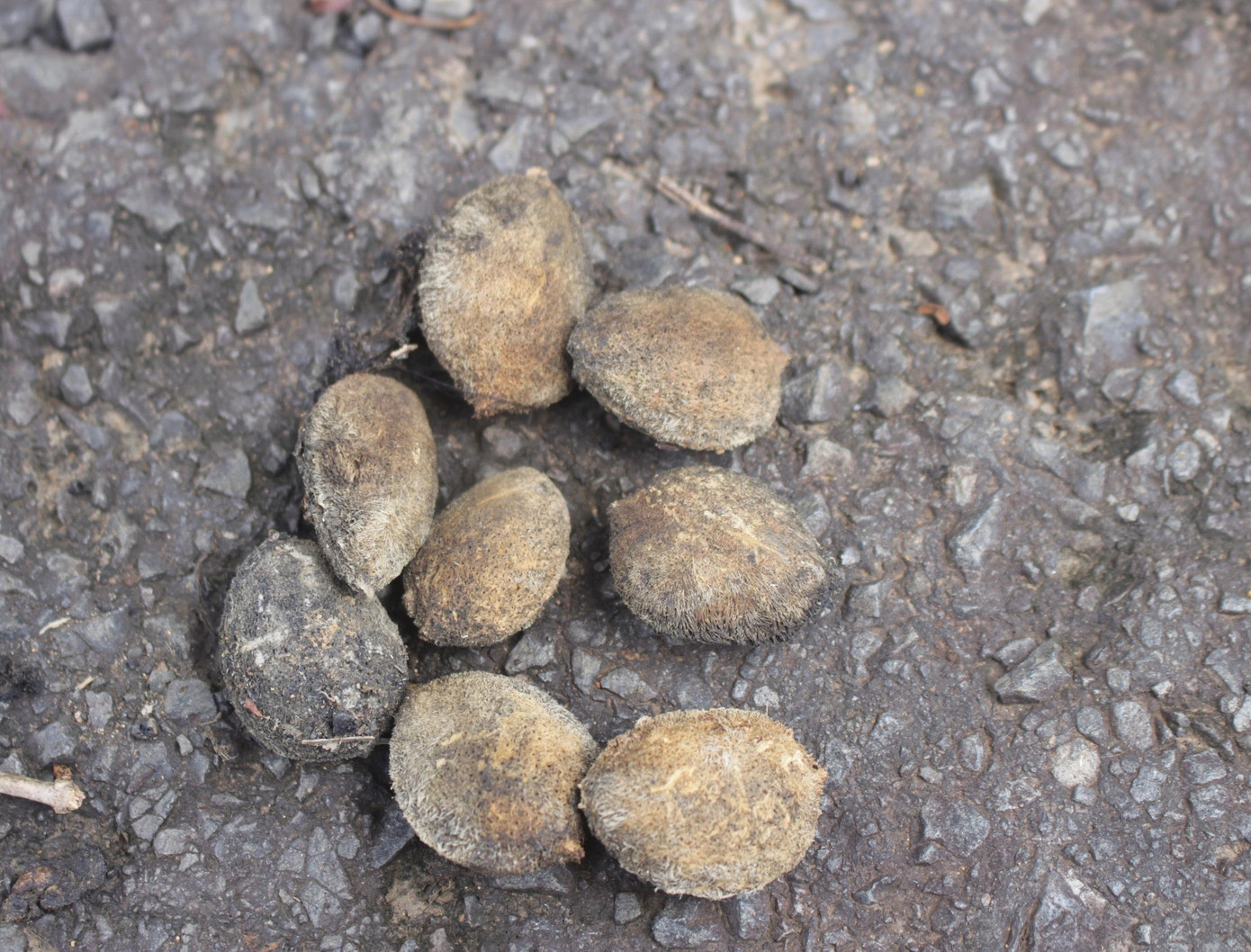 Hạt kơ nia được bọc bởi lớp vỏ gỗ nên để cả năm không hỏng Hạt kơ nia được bọc bởi lớp vỏ gỗ nên để cả năm không hỏng