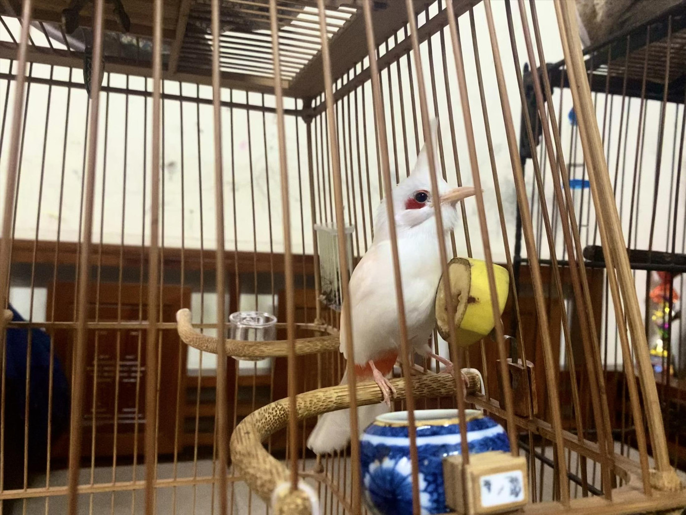 Một “đấu sĩ” chào mào đột biến có mức giá 9 con số của anh Huy