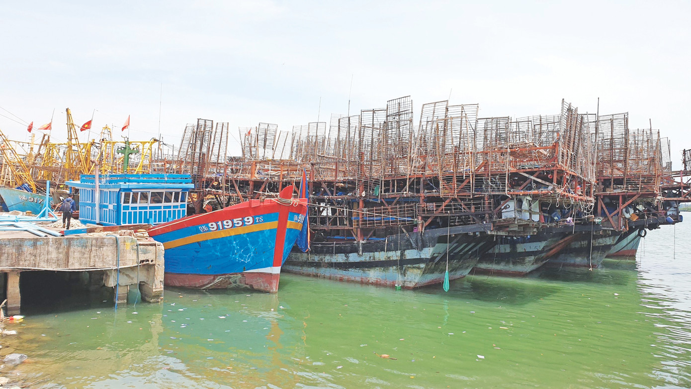 Tàu câu mực của ngư dân huyện Núi Thành, Quảng Nam neo đậu tại cảng. Ảnh: Hoài Văn