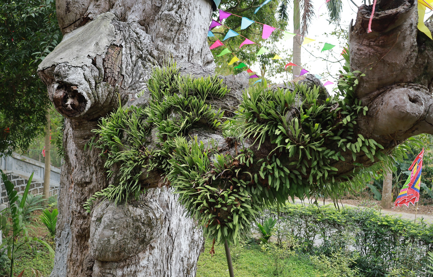 Thân cây bám nhiều rêu phong