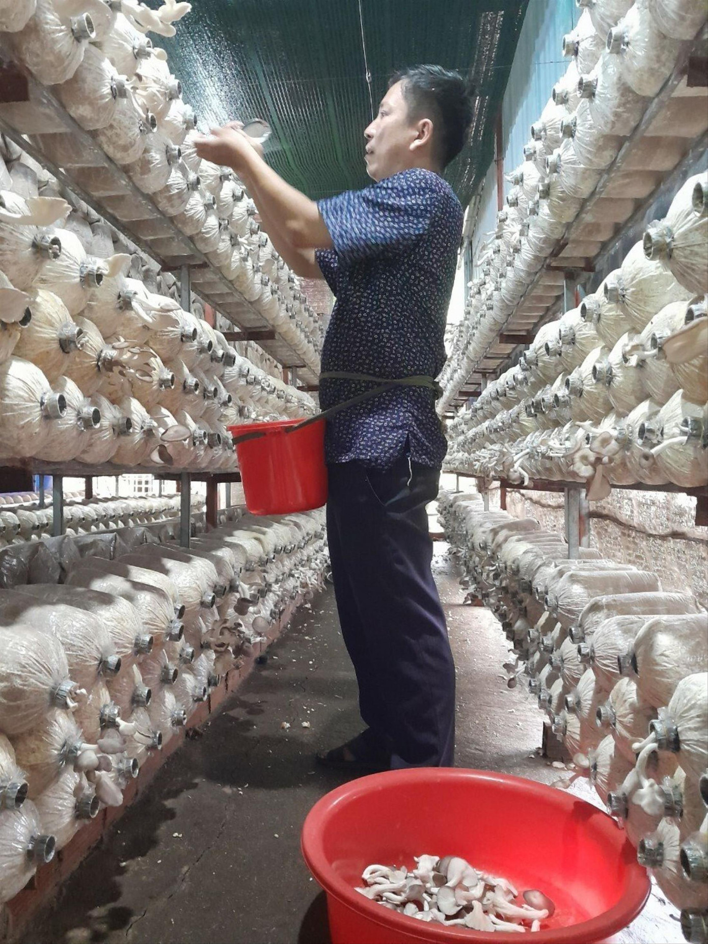 Anh Trần Quốc Cường thu hoạch nấm Anh Trần Quốc Cường thu hoạch nấm