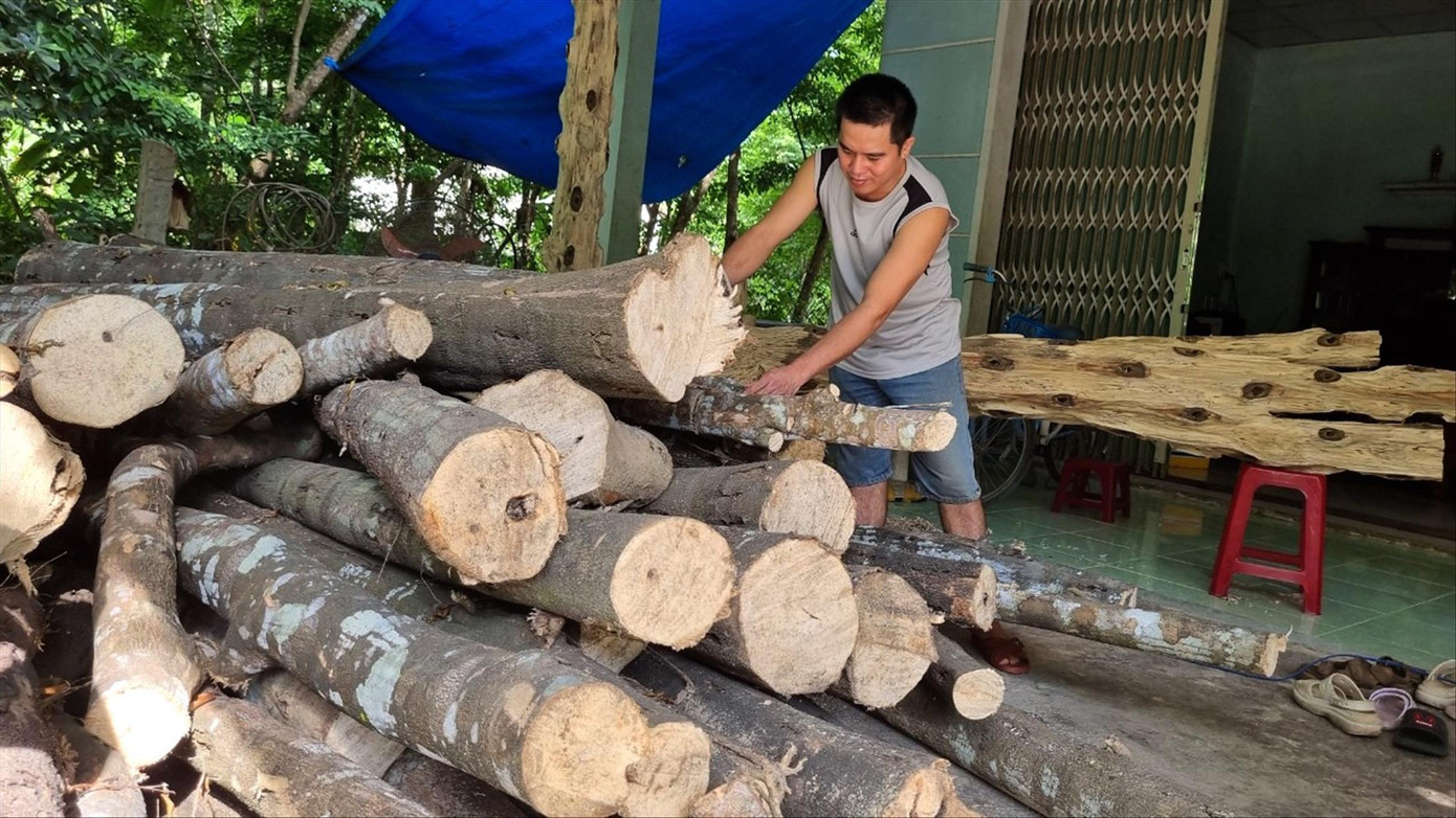 Những cây dó bầu mới được mua về giá từ vài chục triệu đồng nhưng trúng hay thua vẫn là một ẩn số.