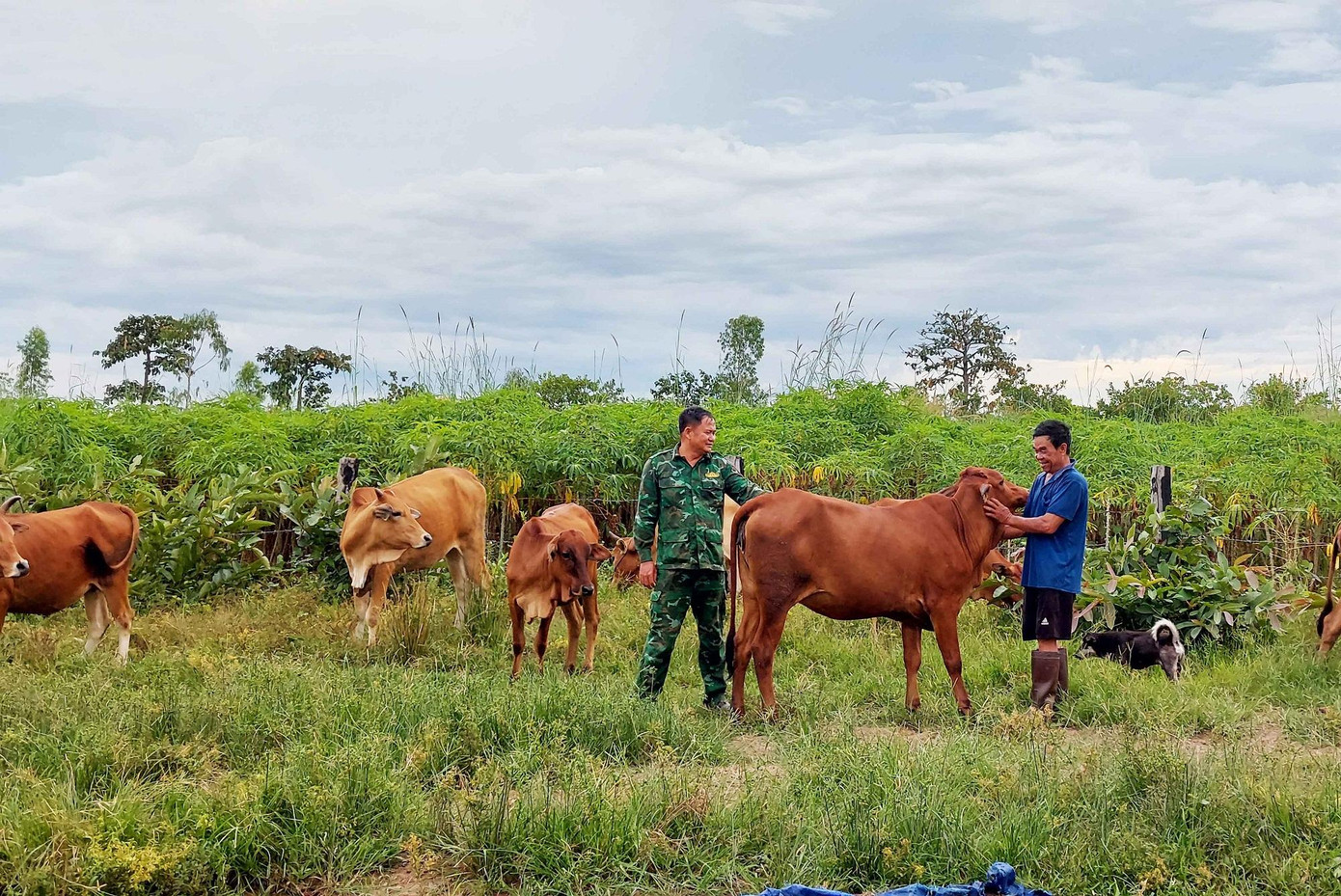 Thiếu tá Từ Văn Sương hướng dẫn người dân kỹ thuật chăn nuôi và phòng, chống bệnh cho đàn bò Thiếu tá Từ Văn Sương hướng dẫn người dân kỹ thuật chăn nuôi và phòng, chống bệnh cho đàn bò