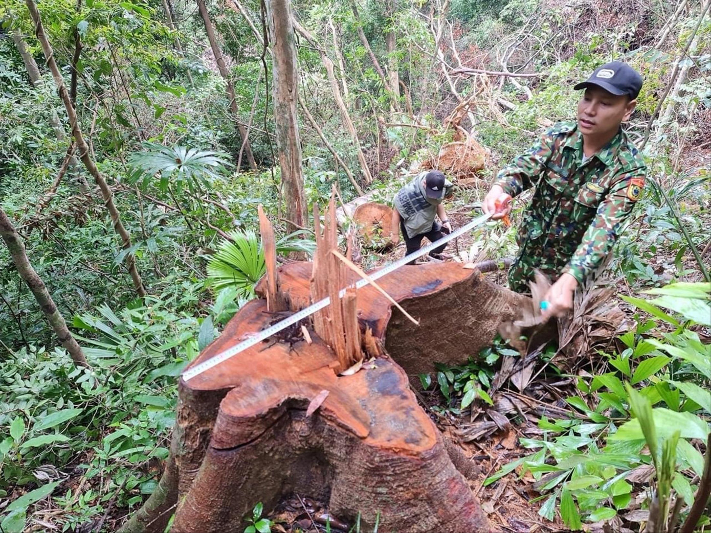 Cây gỗ lớn bị đốn hạ trong Khu bảo tồn thiên nhiên Bắc Hướng Hóa