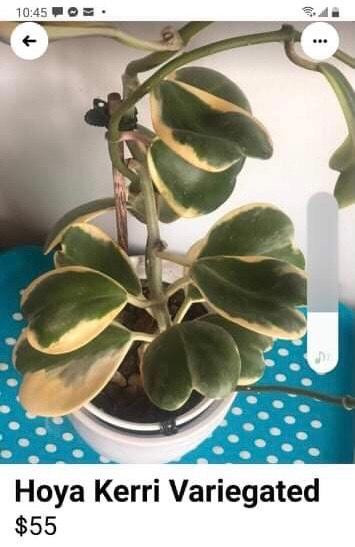 Một khóm nhỏ cây lá tim có giá 55 USD ở Canada