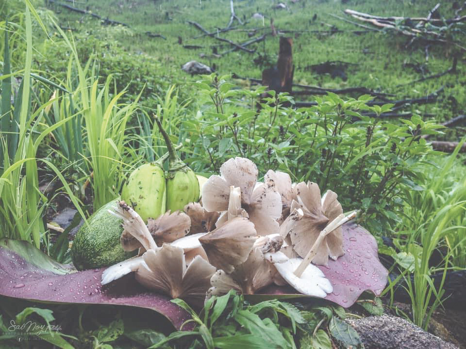 Một mớ rau dại nhặt được ở trong vườn, người đem bán cũng không biết định giá thế nào cho hợp lý