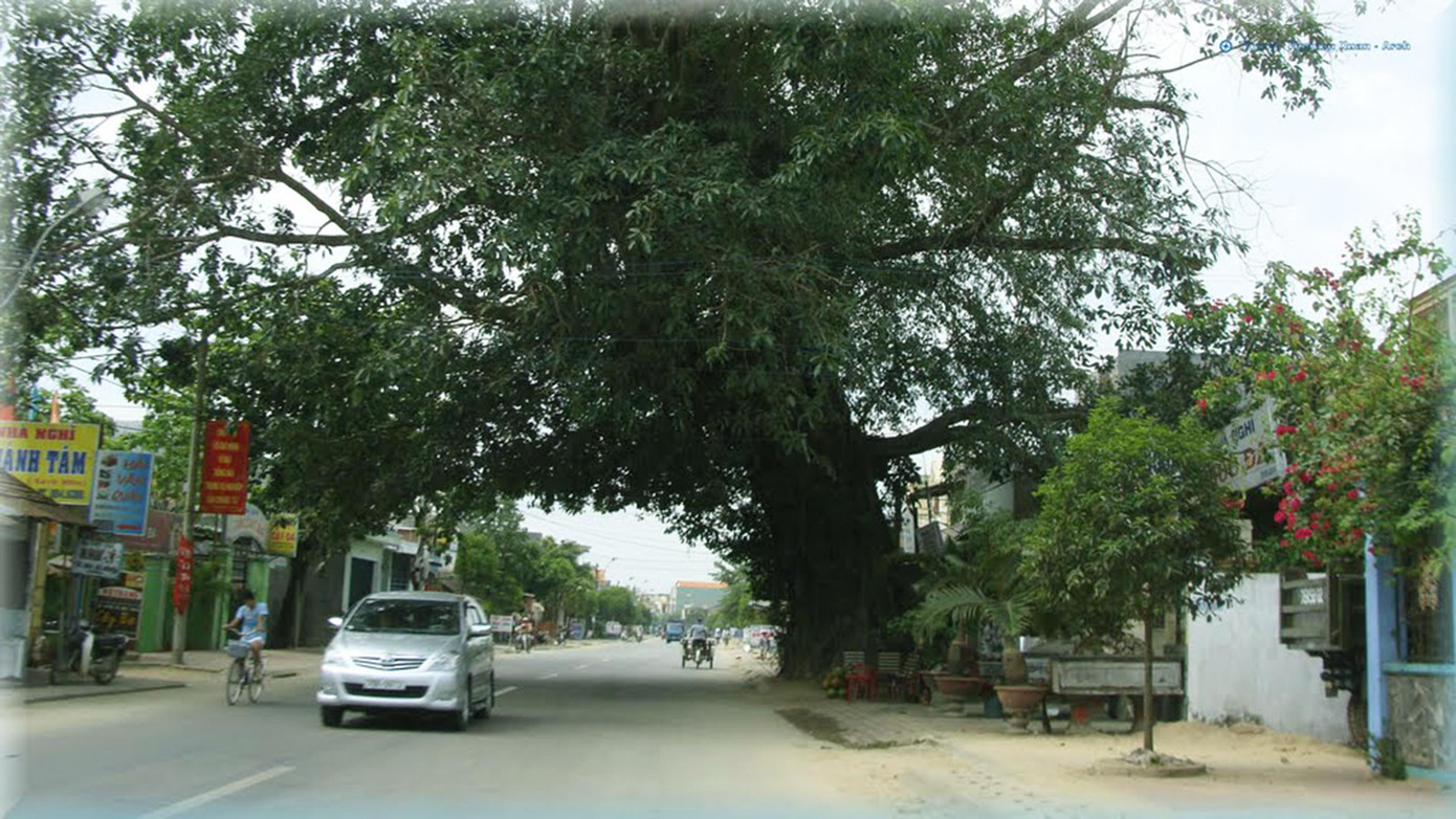 “Cụ” đa Bà Bút khi chưa bị bật gốc ngã đổ “Cụ” đa Bà Bút khi chưa bị bật gốc ngã đổ