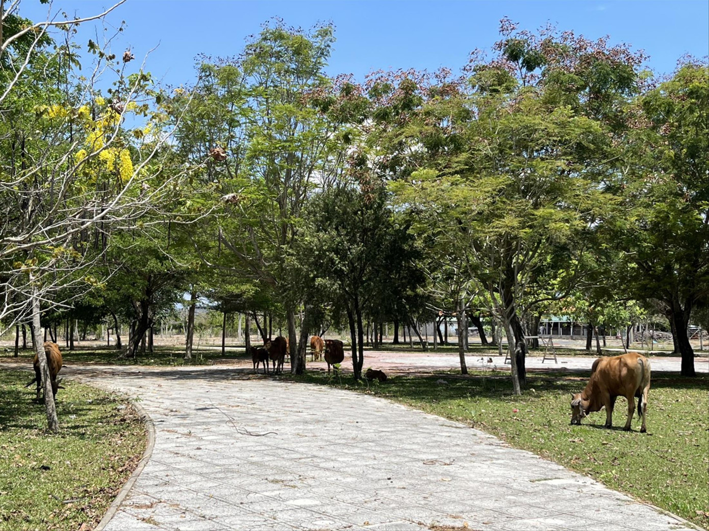 Khu TĐC Ninh Thủy thành nơi chăn thả bò của người dân. Ảnh: Công Hoan