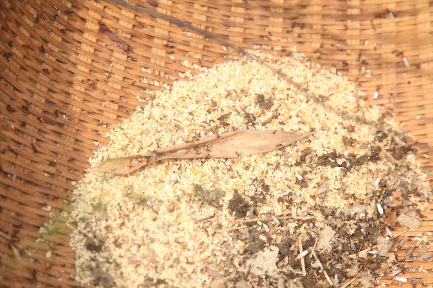 Những quả trứng kiến trở thành đặc sản