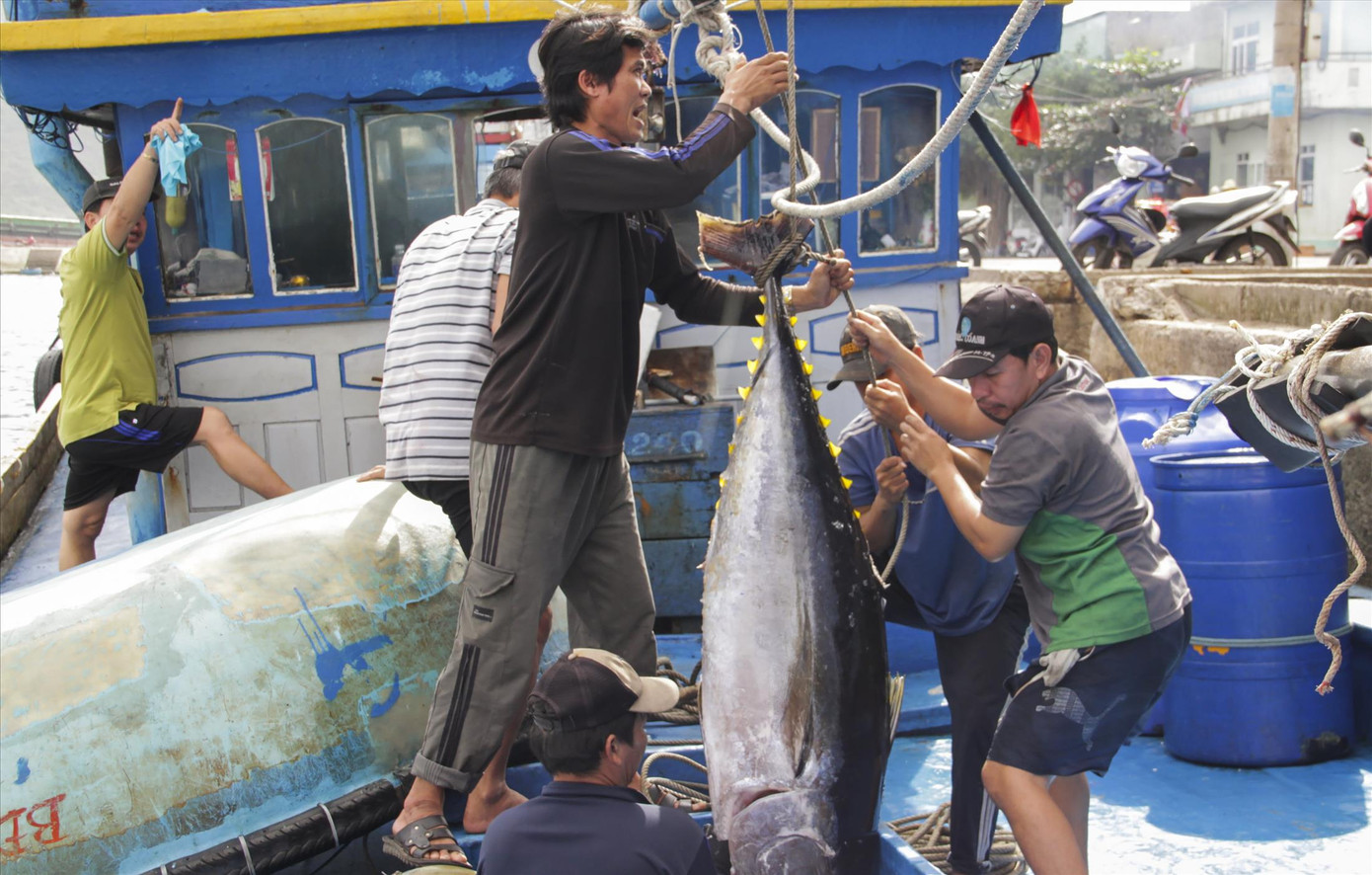 Tàu cá của ngư dân Huỳnh Văn Chiêm bốc cá lên cảng Quy Nhơn để bán cho thương lái. Ảnh: Trương Định