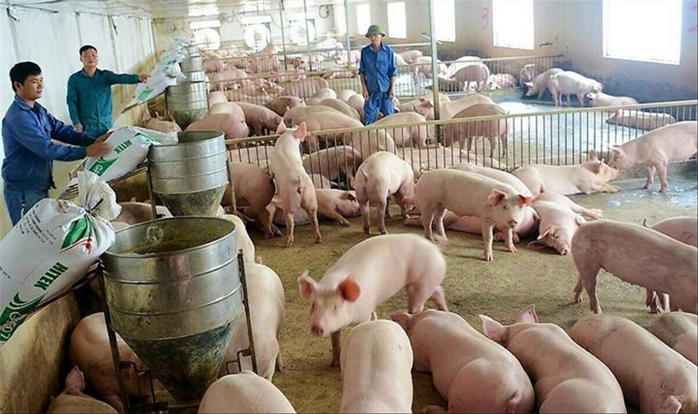Theo các chuyên gia, giá lợn hơi tăng trở lại, chỉ những doanh nghiệp có lãi Theo các chuyên gia, giá lợn hơi tăng trở lại, chỉ những doanh nghiệp có lãi