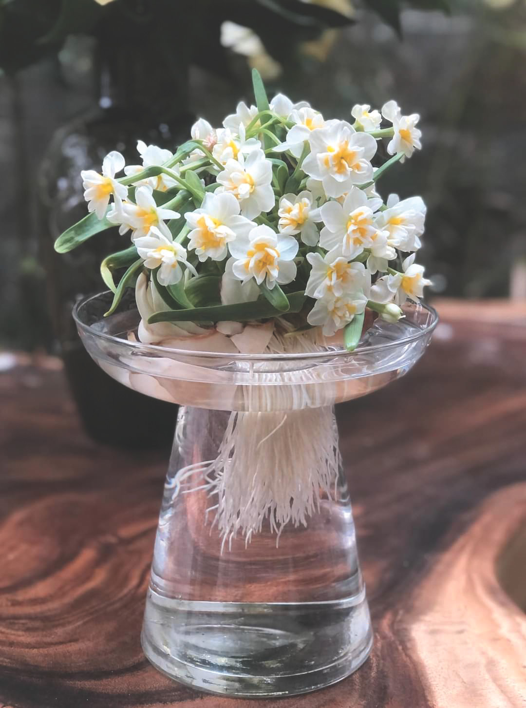 Thuỷ tiên là loài hoa hương sắc