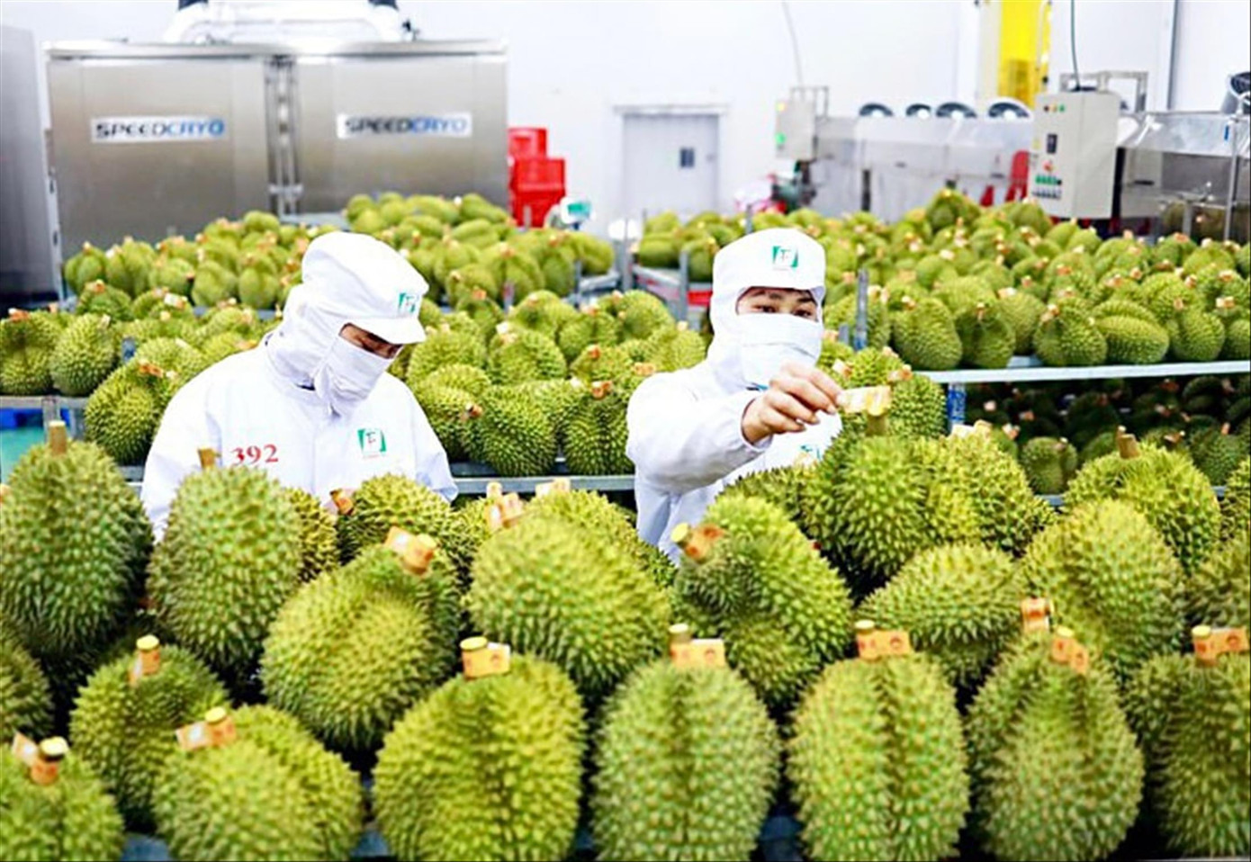 Sầu riêng là mặt hàng xuất khẩu chủ lực chiếm tỷ trọng lớn kim ngạch xuất khẩu rau quả Việt Nam