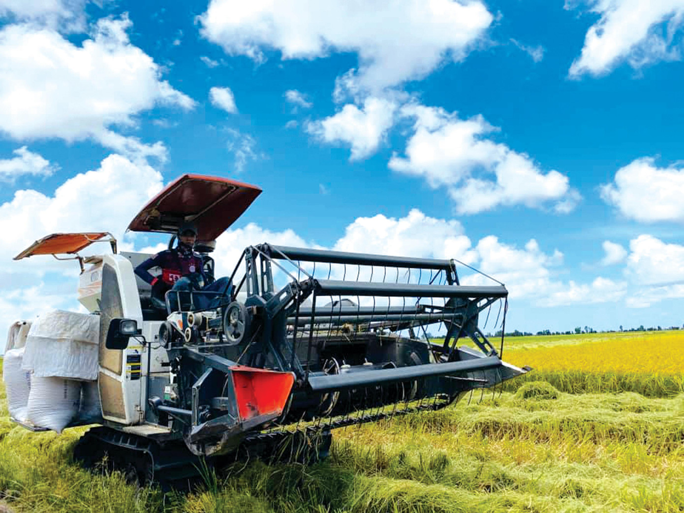 Cánh đồng lúa tại đồng bằng sông Cửu Long vào mùa thu hoạch