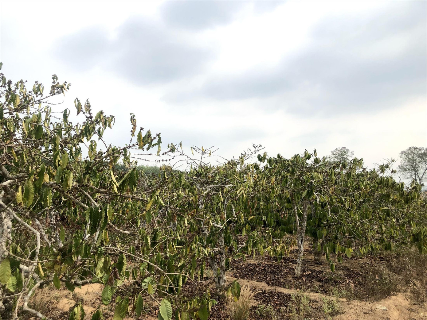 Thiếu nước tưới khiến nhiều diện tích cà phê héo rũ, vàng úa, lá non bị cháy đen. Thiếu nước tưới khiến nhiều diện tích cà phê héo rũ, vàng úa, lá non bị cháy đen.