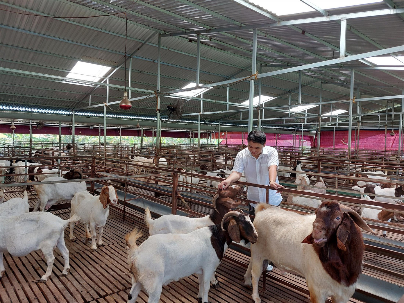 Anh Trung bên trang trại dê