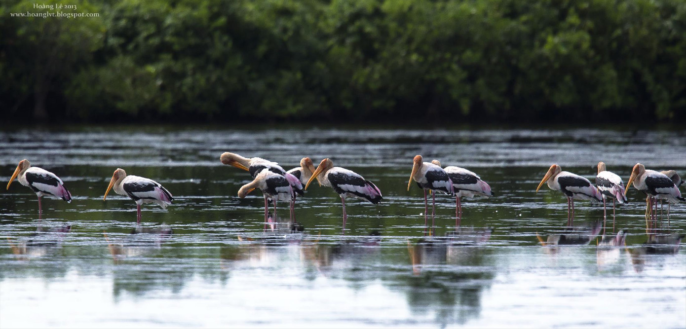 Vườn Quốc gia Xuân Thủy (Nam Định) - bãi đỗ của nhiều loài chim di cư trong tuyến Đông Á- Úc Vườn Quốc gia Xuân Thủy (Nam Định) - bãi đỗ của nhiều loài chim di cư trong tuyến Đông Á- Úc