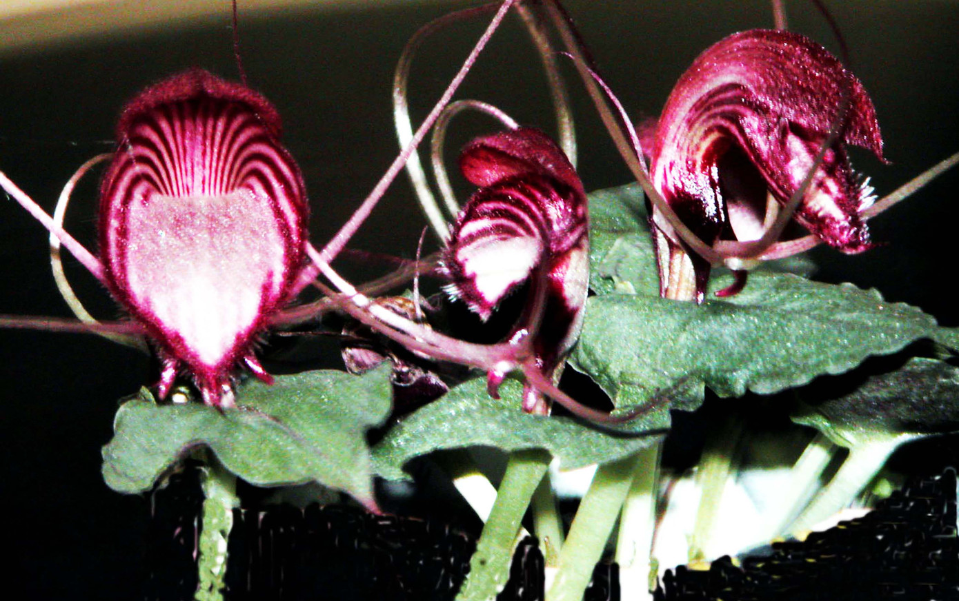 Một loại lan rừng.