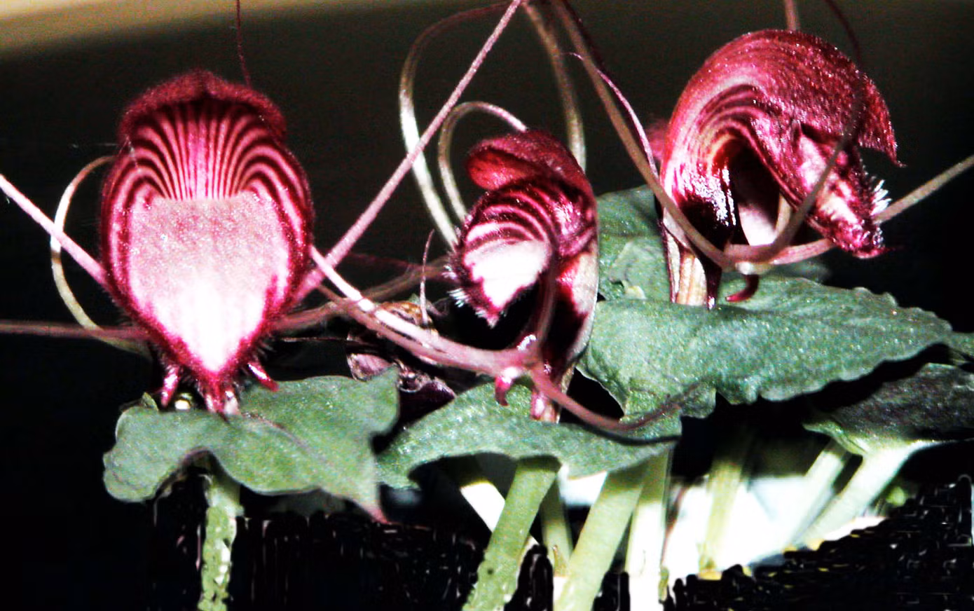 Một loại lan rừng.