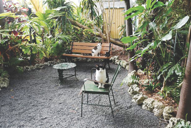 Những chú mèo sống trong nhà của nhà văn Hemingway