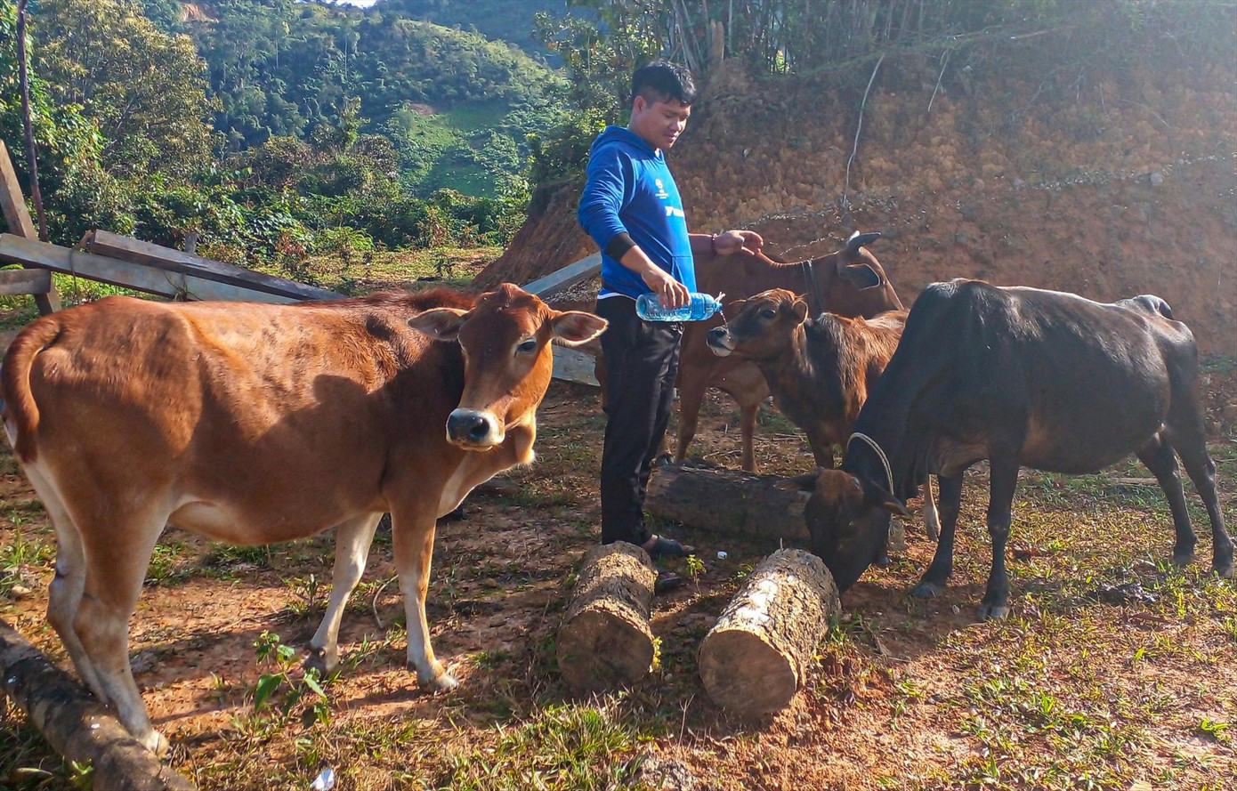 ALăng Nhàm lần lượt cho từng chú bò uống nước muối mỗi sớm mai. Ảnh: Nguyễn Thành ALăng Nhàm lần lượt cho từng chú bò uống nước muối mỗi sớm mai. Ảnh: Nguyễn Thành