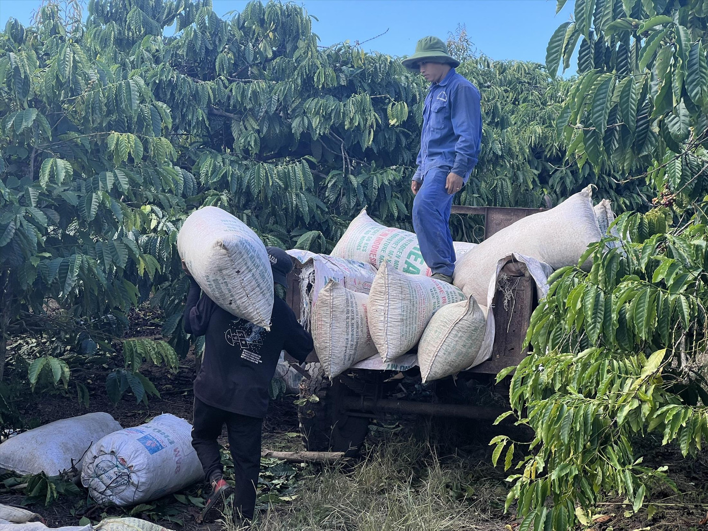 Không chỉ nhanh nhẹn, công nhân đòi hỏi phải có sức khỏe mới làm được