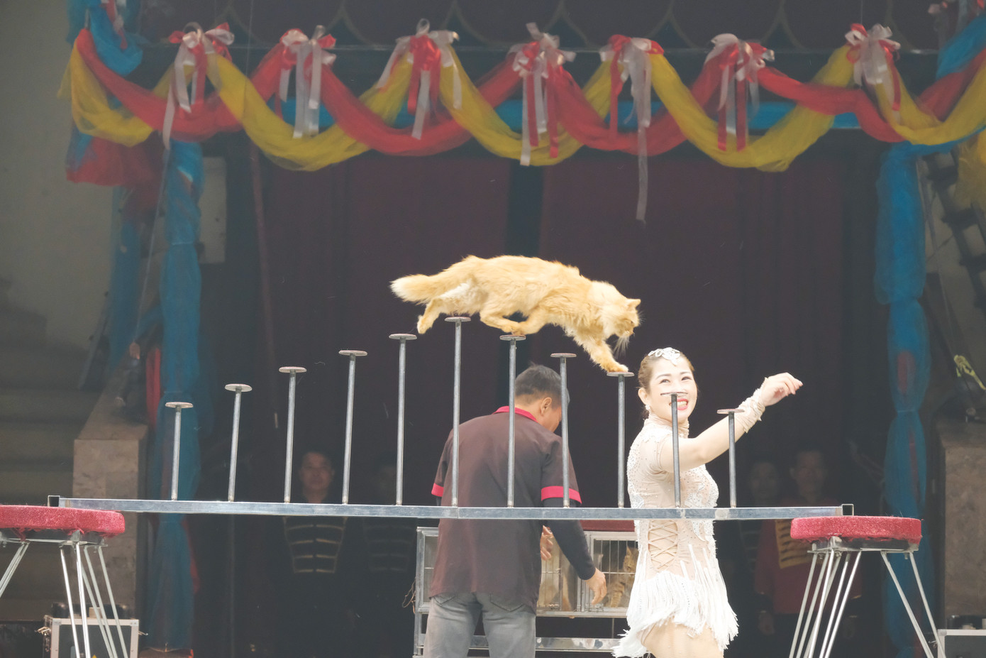 Những chú mèo biểu diễn như những nghệ sĩ chuyên nghiệp Ảnh: Mạnh Thắng Những chú mèo biểu diễn như những nghệ sĩ chuyên nghiệp Ảnh: Mạnh Thắng