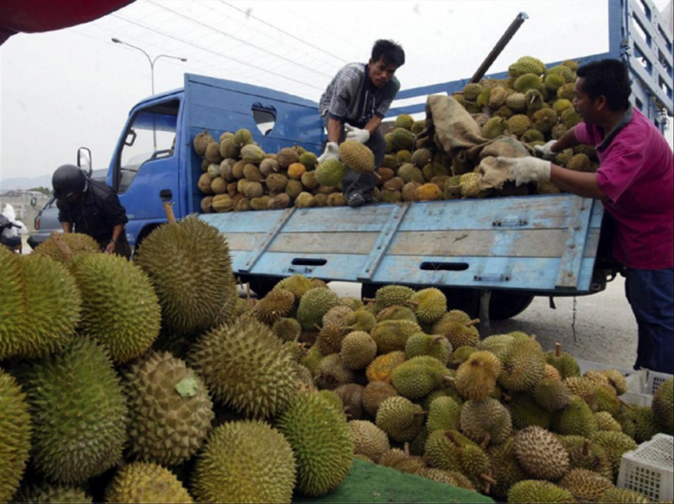 Theo Cục Bảo vệ thực vật, dù chưa được cấp phép xuất khẩu sầu riêng chính ngạch, nhưng trong mấy ngày gần đây nhiều xe hàng đã đổ về biên giới phía Bắc