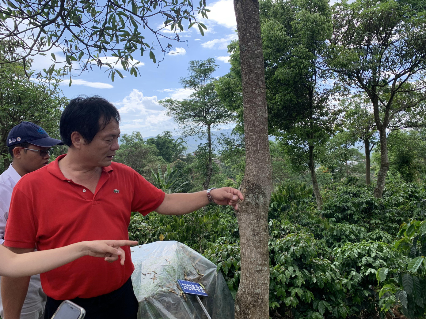 Ông Deng Jialu, Giám đốc Công ty Cà phê Beigui (Vân Nam, Trung Quốc), ngày 18/6/2023 dẫn khách thăm trang trại cà phê 400 ha, nói rằng Việt Nam và Thái Lan là 2 thị trường lớn nhất của Beigui. Ảnh: Linh Nhi