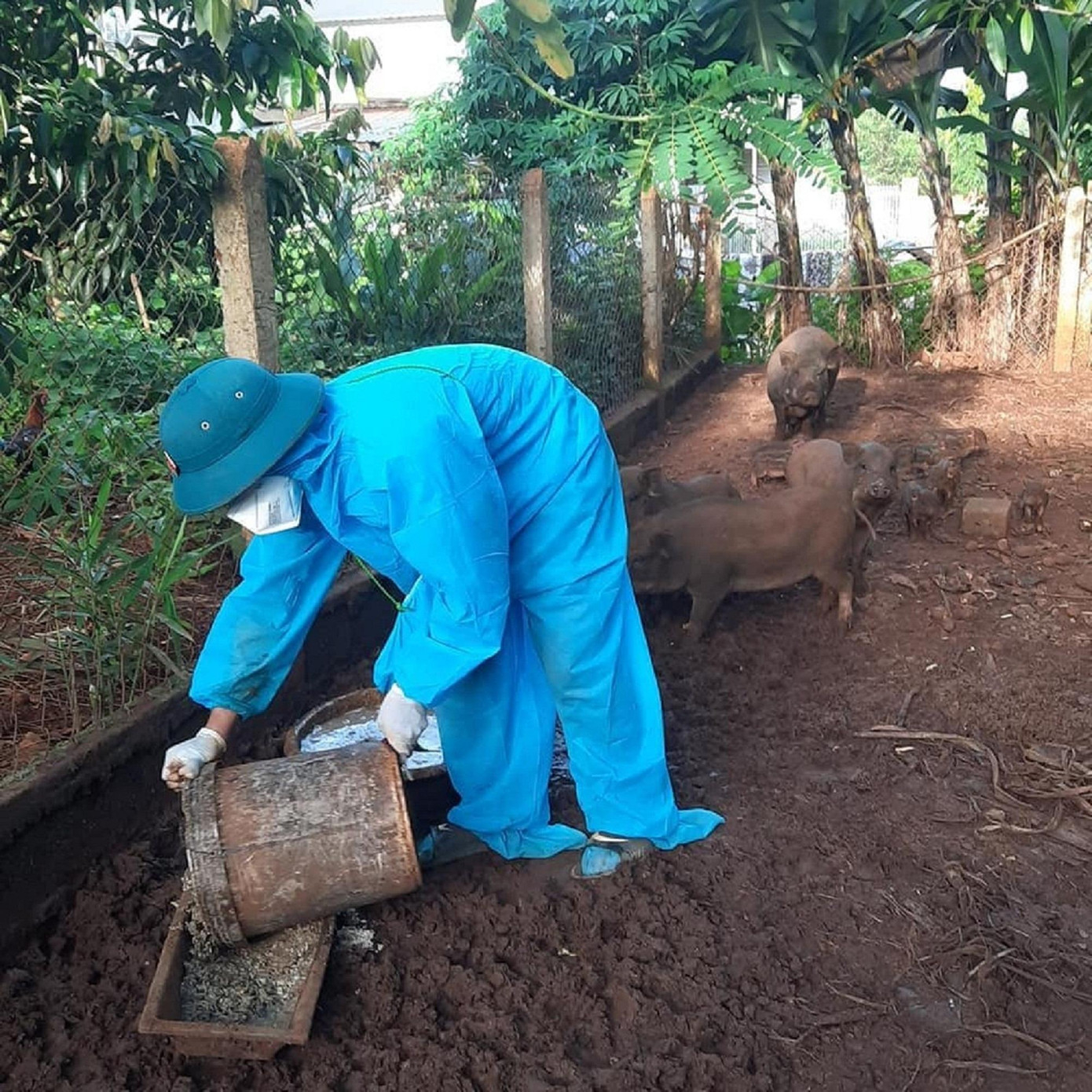 Những chiến binh áo xanh gánh luôn việc chăm gia súc, gia cầm