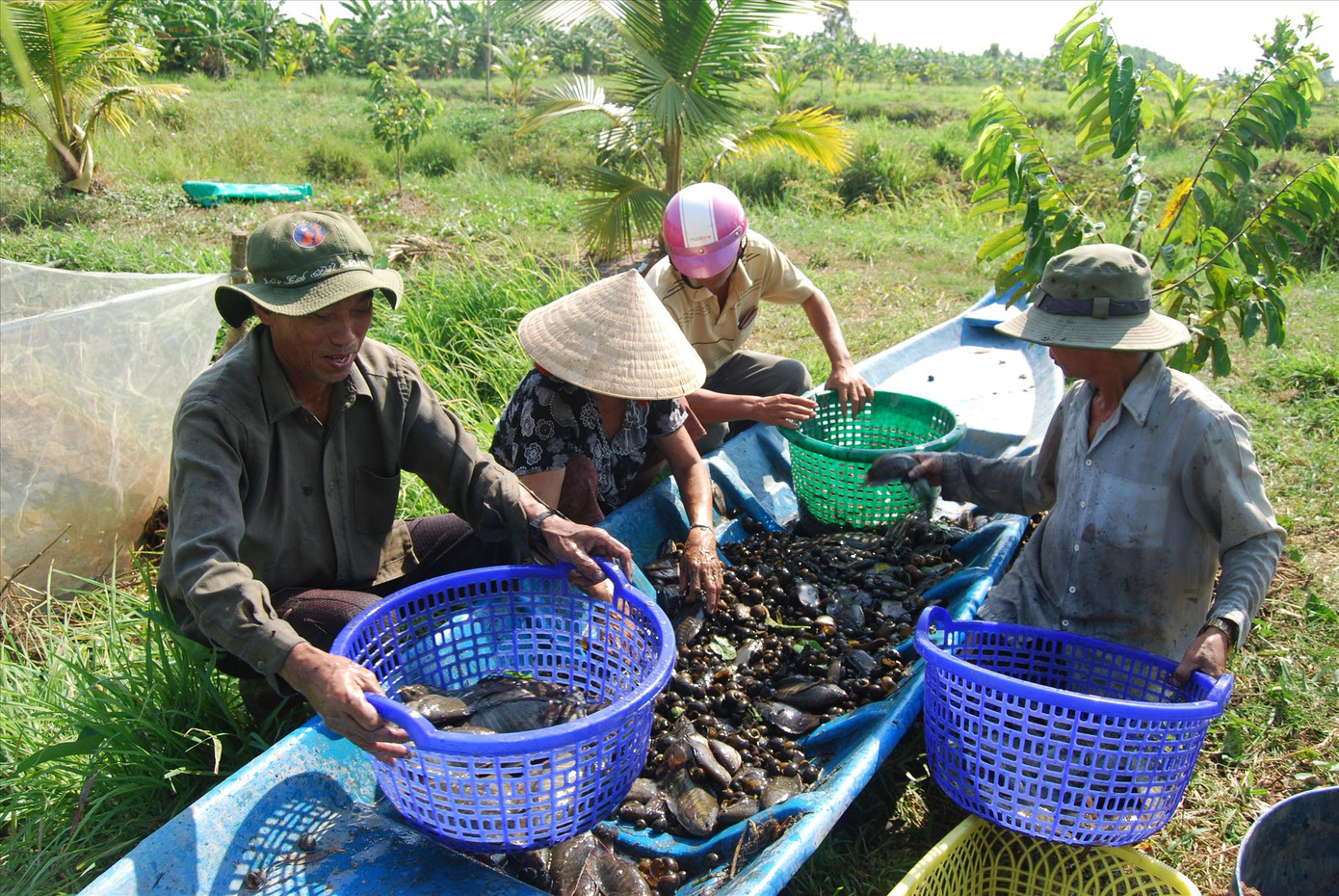 Cá đồng đã từng là một nguồn lợi lớn của người dân vùng đất rừng U Minh hạ Cá đồng đã từng là một nguồn lợi lớn của người dân vùng đất rừng U Minh hạ